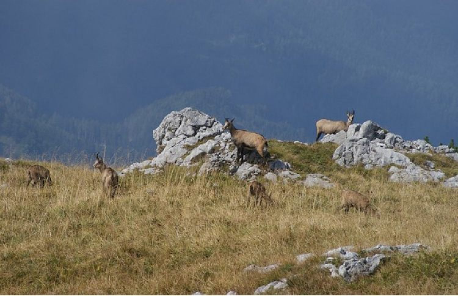Jagd in Südtirol – Jagen in den Alpen Norditaliens