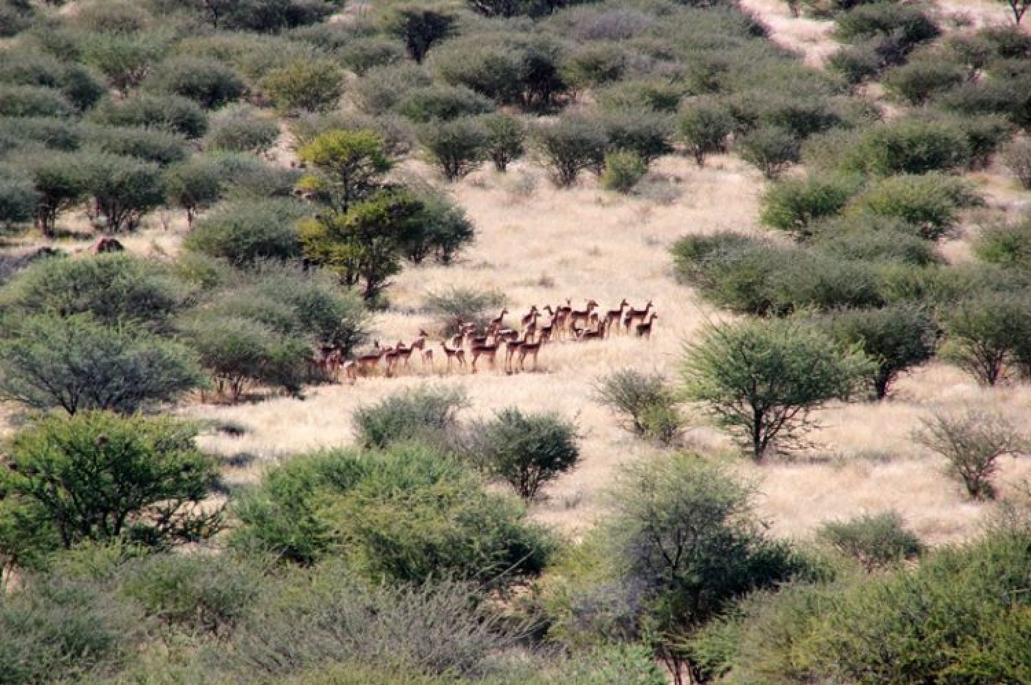 Auf nach Afrika – Mit der Sax auf Jagdreise nach Namibia