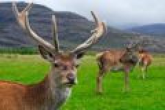 Die Jagd in Schottland – Wissenswertes für die Planung einer Jagdreise