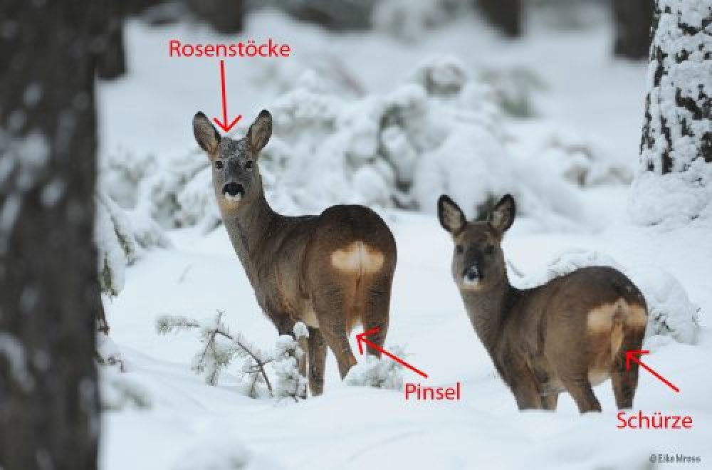 Die Jagd auf weibliches Rehwild im Winter