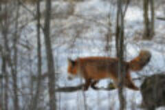 Das Jagdrevier im Februar – Fuchs reizen zur Ranzzeit