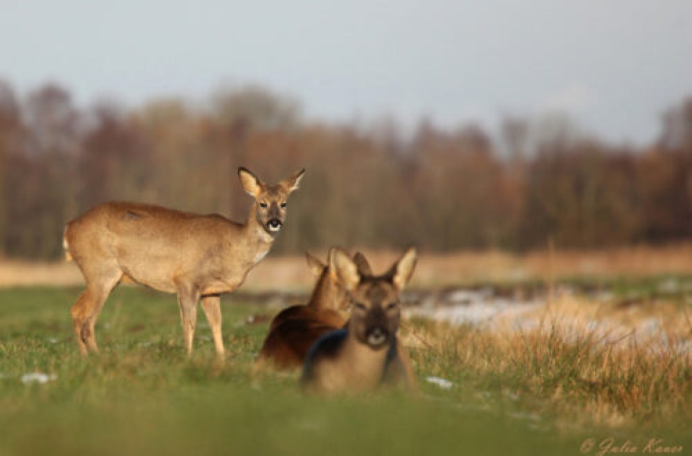 Bejagung von weiblichem Rehwild im Winter -Teil 2