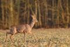 Die Bockjagd steht vor der Tür! Jetzt Jagdgelegenheiten, Jagdreviere und Einzelabschüsse für die Bockjagd 2013 sichern