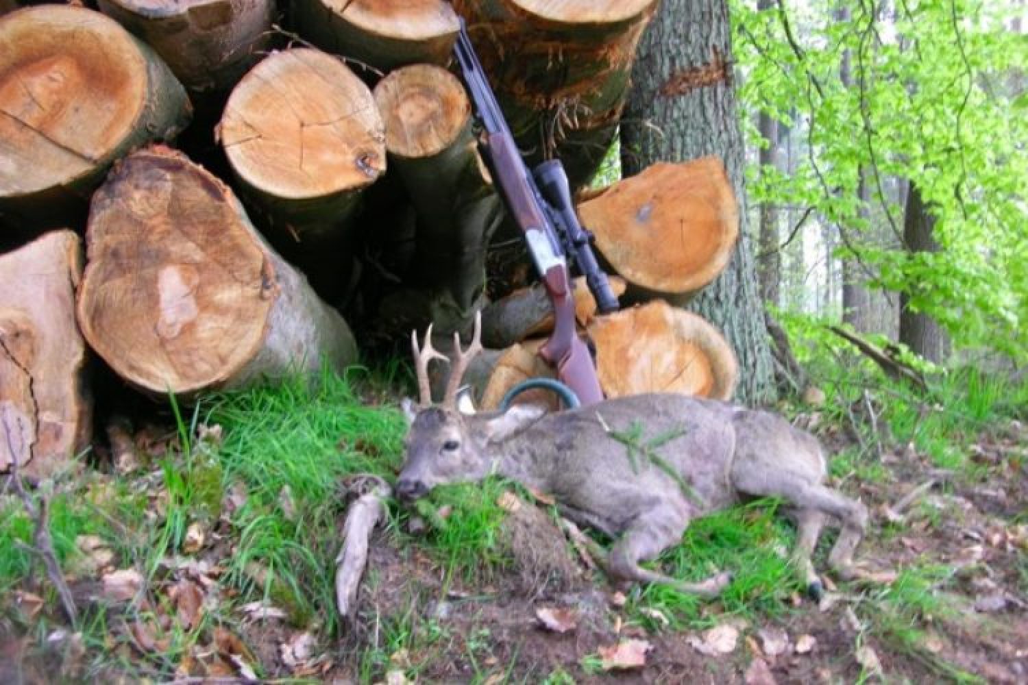 Ein Jagd1-Leser berichtet – „Mein Bockjagd-Auftakt 2013“