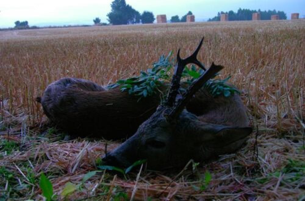 Jagd1-Leser berichtet: Erfolgreiche Bockjagd im Hochsommer