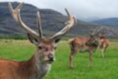Jagd in Irland – Jagen zwischen Bergen, Seen und Wiesen