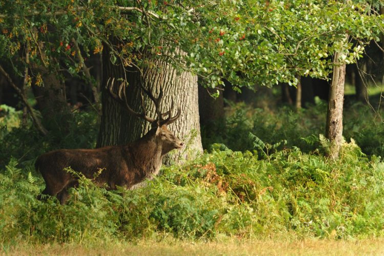 Das Jagdrevier im August – Die Jagd auf Feisthirsche