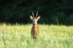Das Jagdrevier im Mai: Die Bockjagd und die Jagd auf Rehwild beginnt