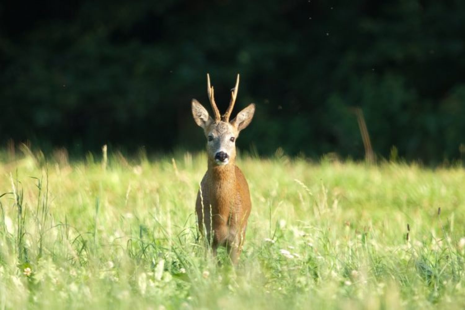 Das Jagdrevier im Mai: Die Bockjagd und die Jagd auf Rehwild beginnt