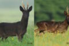 Das Jagdrevier im Mai – Böcke wiedererkennen Teil 1
