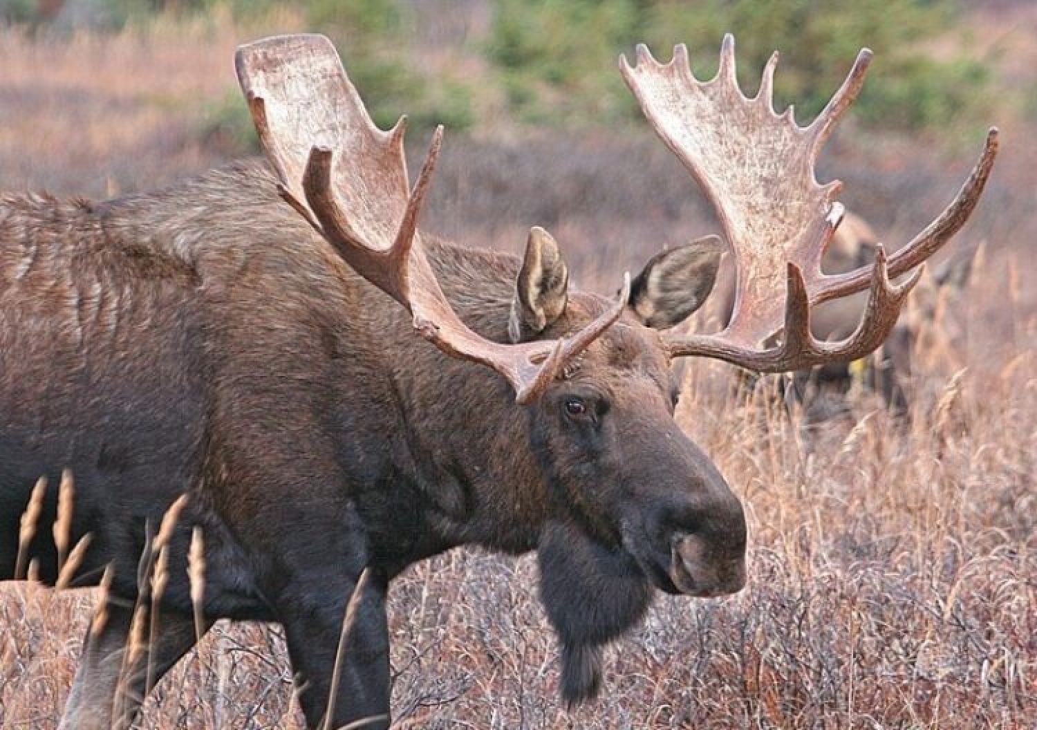 Jagen in Schweden – Jagd auf Elch, Bär und Co