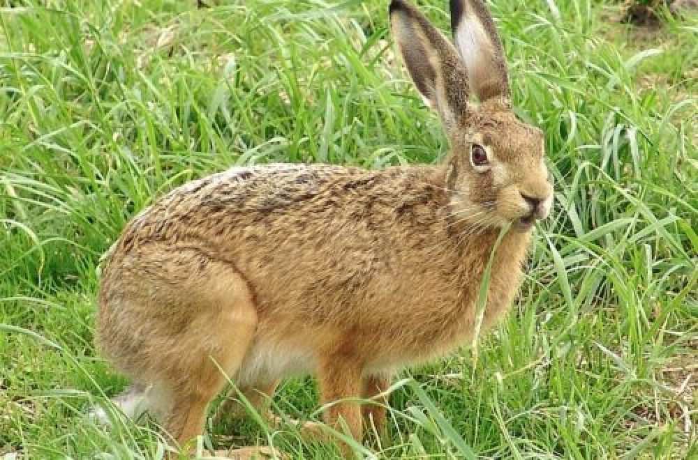 Fragen aus der Jägerprüfung zu Hasen und Kaninchen