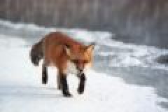 Die Fuchsjagd im Januar – Tipps für die Lockjagd