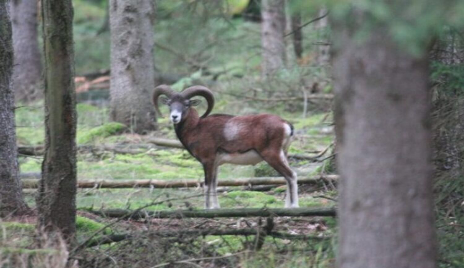 Muffel, Karpatenhirsch & Co – Die Jagd in der Slowakei