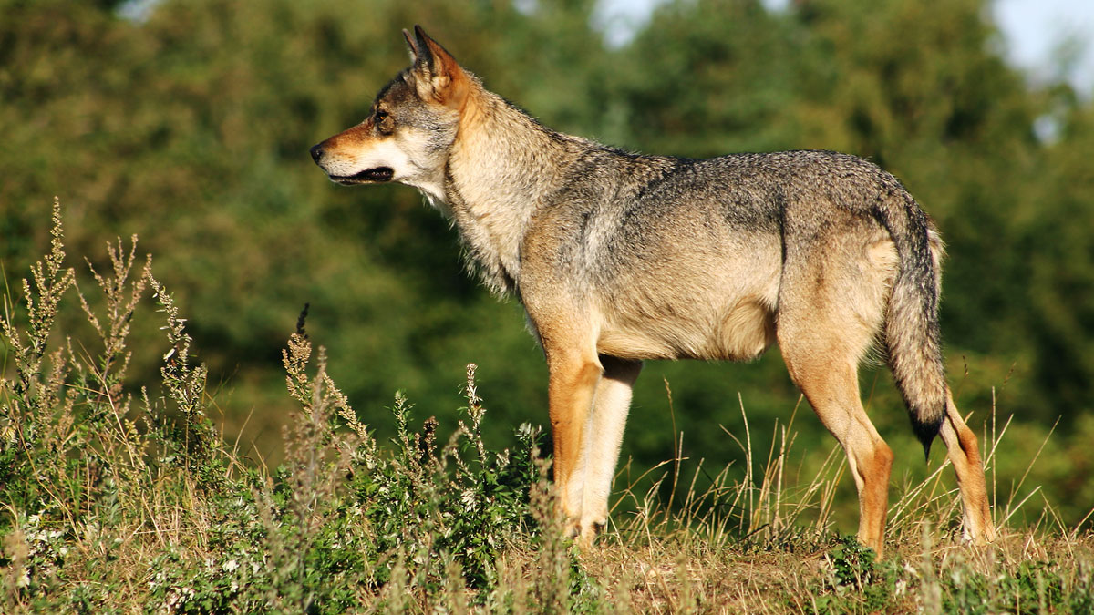 Der Wolf Zuruck In Deutschland Segen Oder Fluch Jagd1