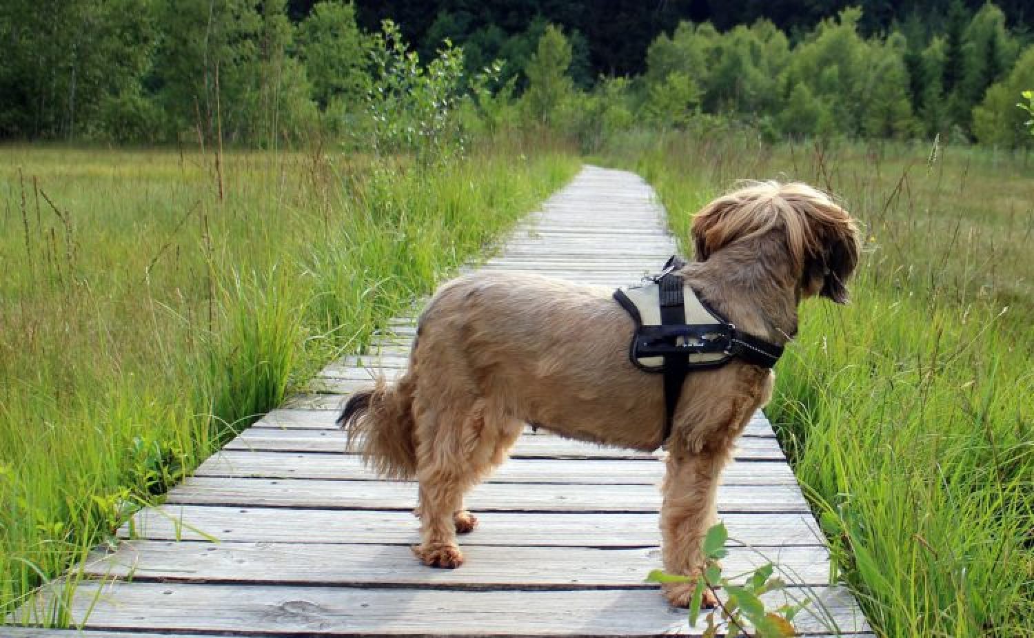 Was ist besser für den Jagdhund – Halsband oder Hundegeschirr?