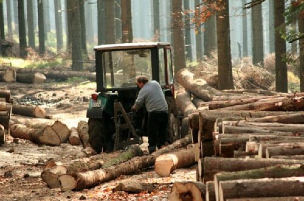 Der Wald als Kapitalanlage – krisensicher und umweltfreundlich