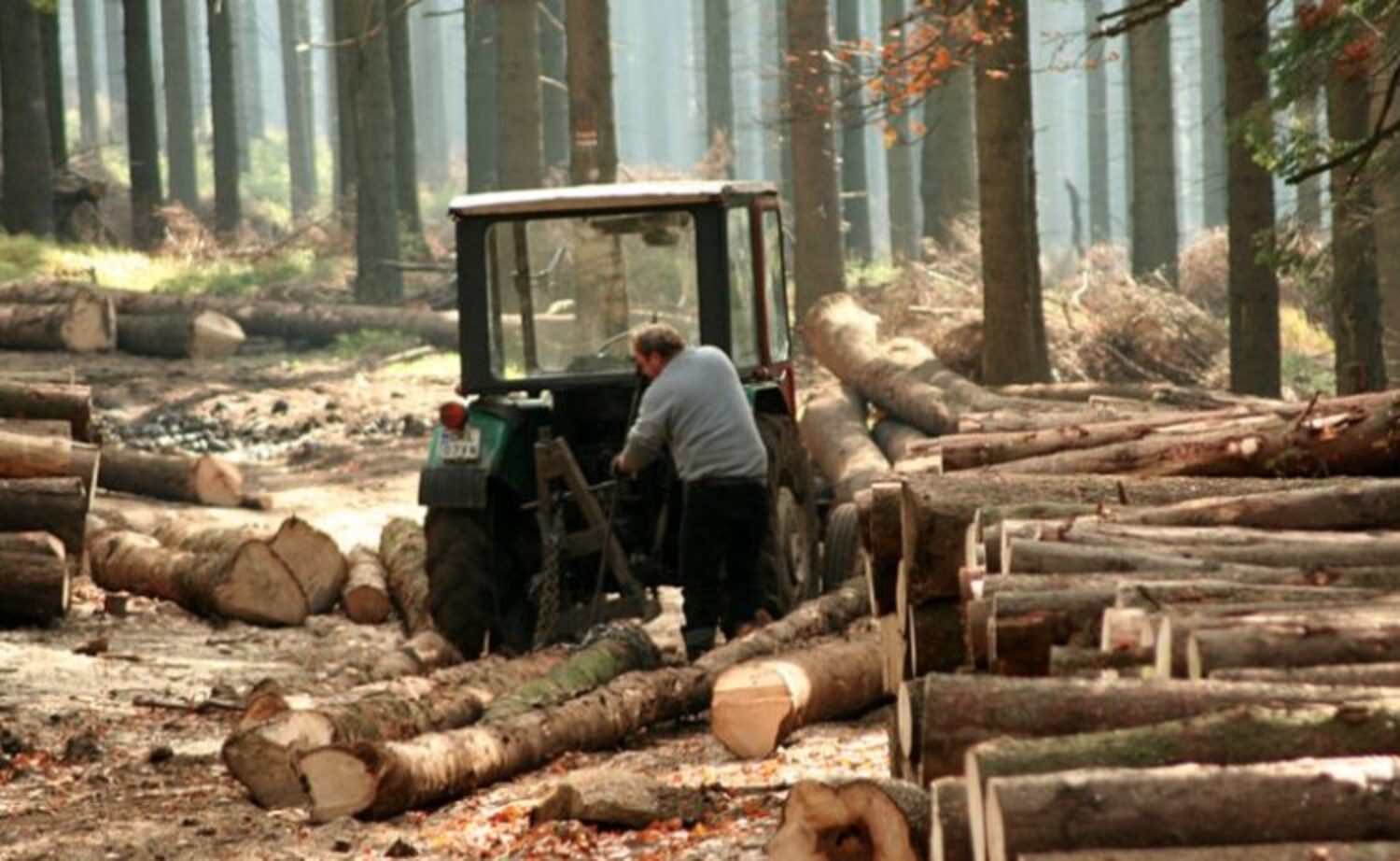 Der Wald als Kapitalanlage – krisensicher und umweltfreundlich