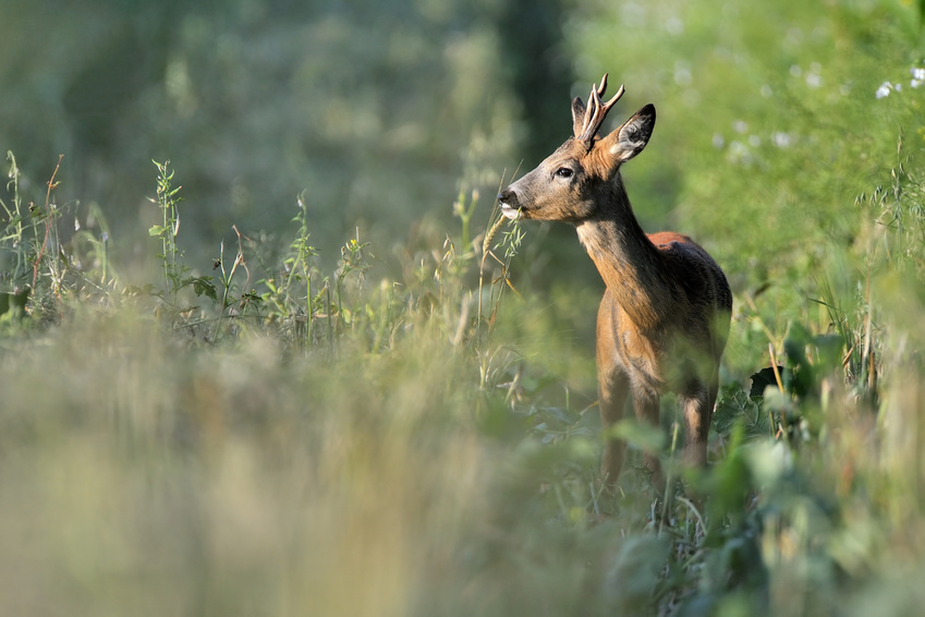 Fragen aus der Jägerprüfung zum Rehwild | Jagd1