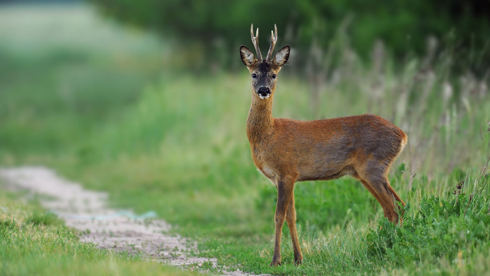 Die Jagdsaison beginnt - auf geht's! | Jagd1