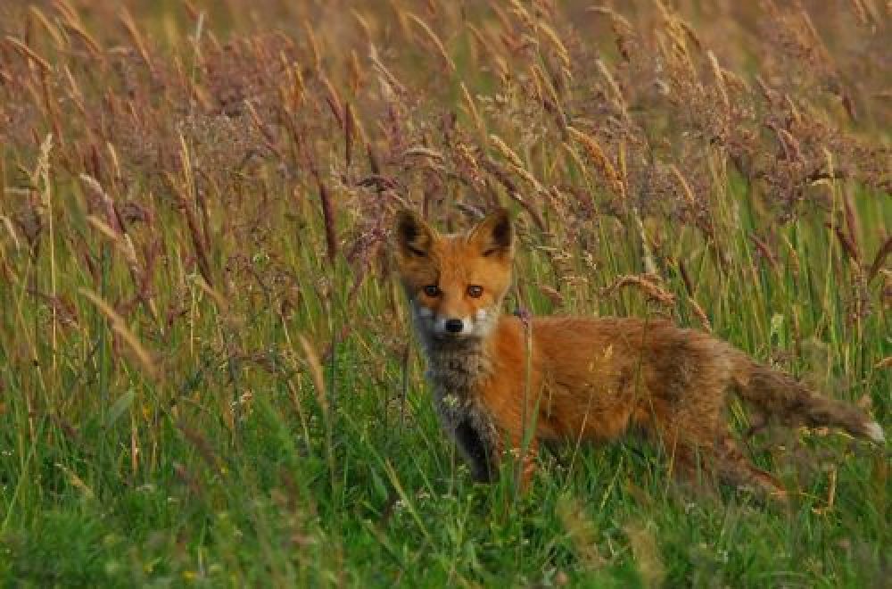 Fuchsjagd: Tipps zur Jungfuchsjagd im Juni