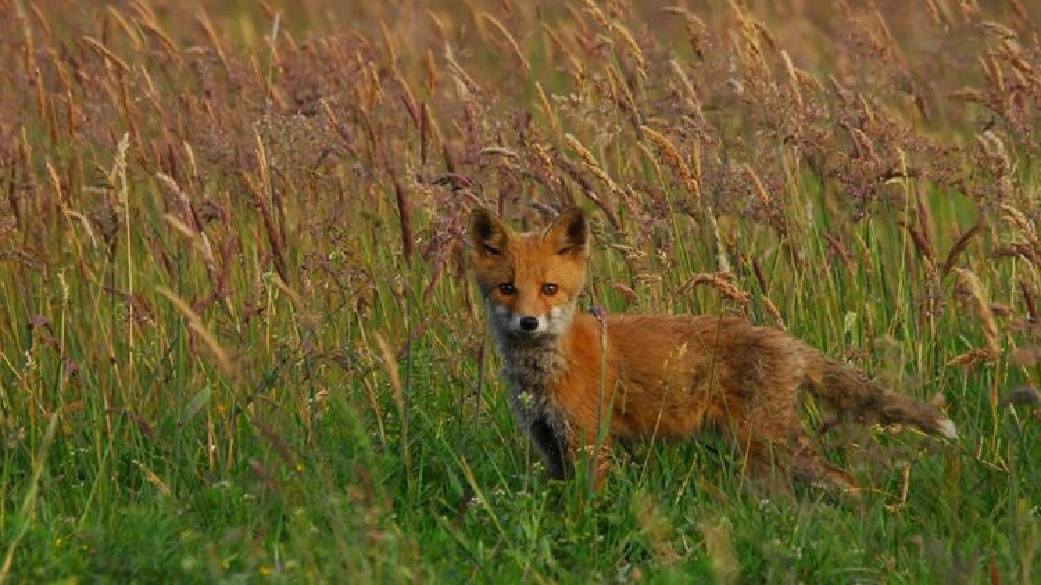 Fuchsjagd: Tipps zur Jungfuchsjagd im Juni