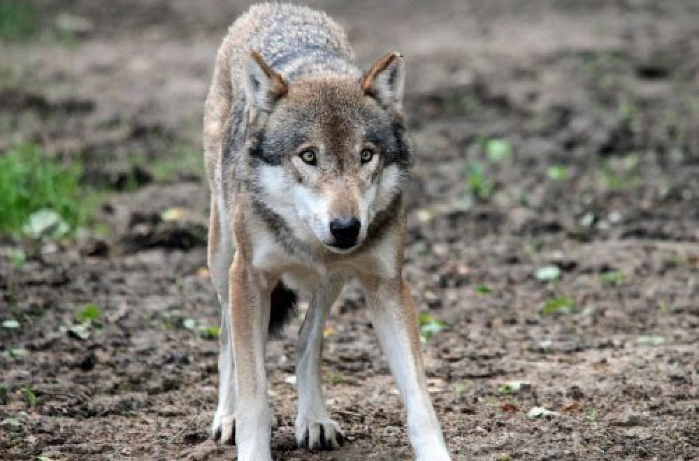 Neues vom Wolf: Zwischen Panikmache und Verklärung