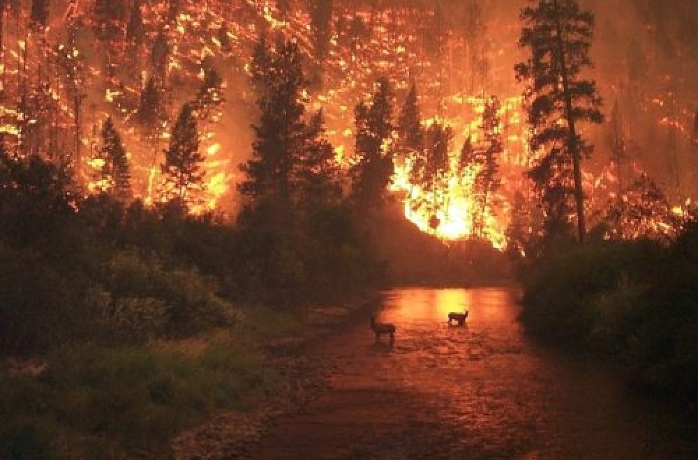 Waldbrandgefahr – Ein Funke bis zur Katastrophe