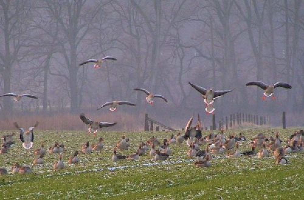 Die Lockjagd auf Gänse