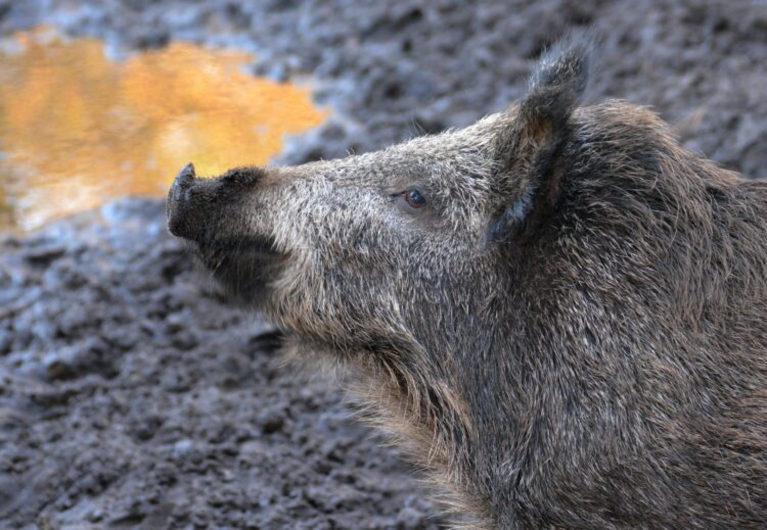 Afrikanische Schweinepest erreicht Tschechien
