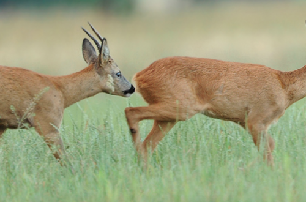 Blattjagd auf den Rehbock  – 5 Tipps