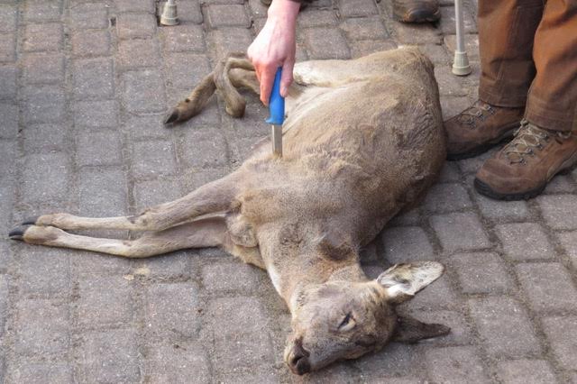 Abfangen mit der blanken Waffe - Jagd1