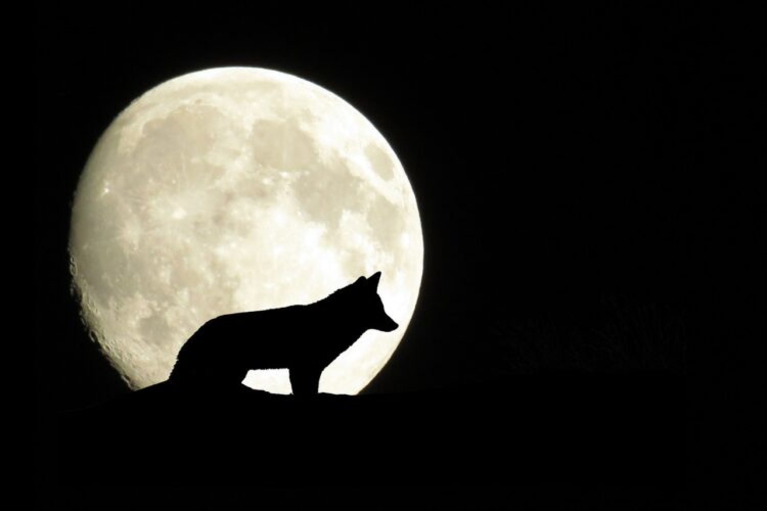 Wolf: Schutz muss biologisch begründet sein und nicht politisch.