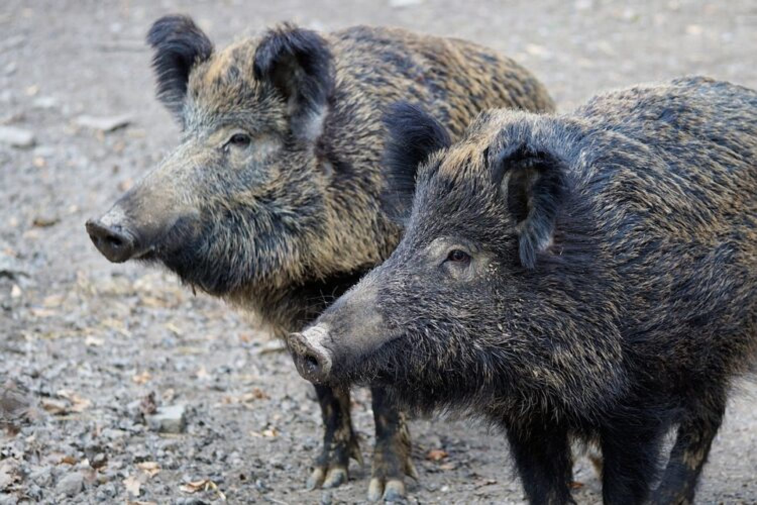 Maßnahmen gegen Afrikanische Schweinepest