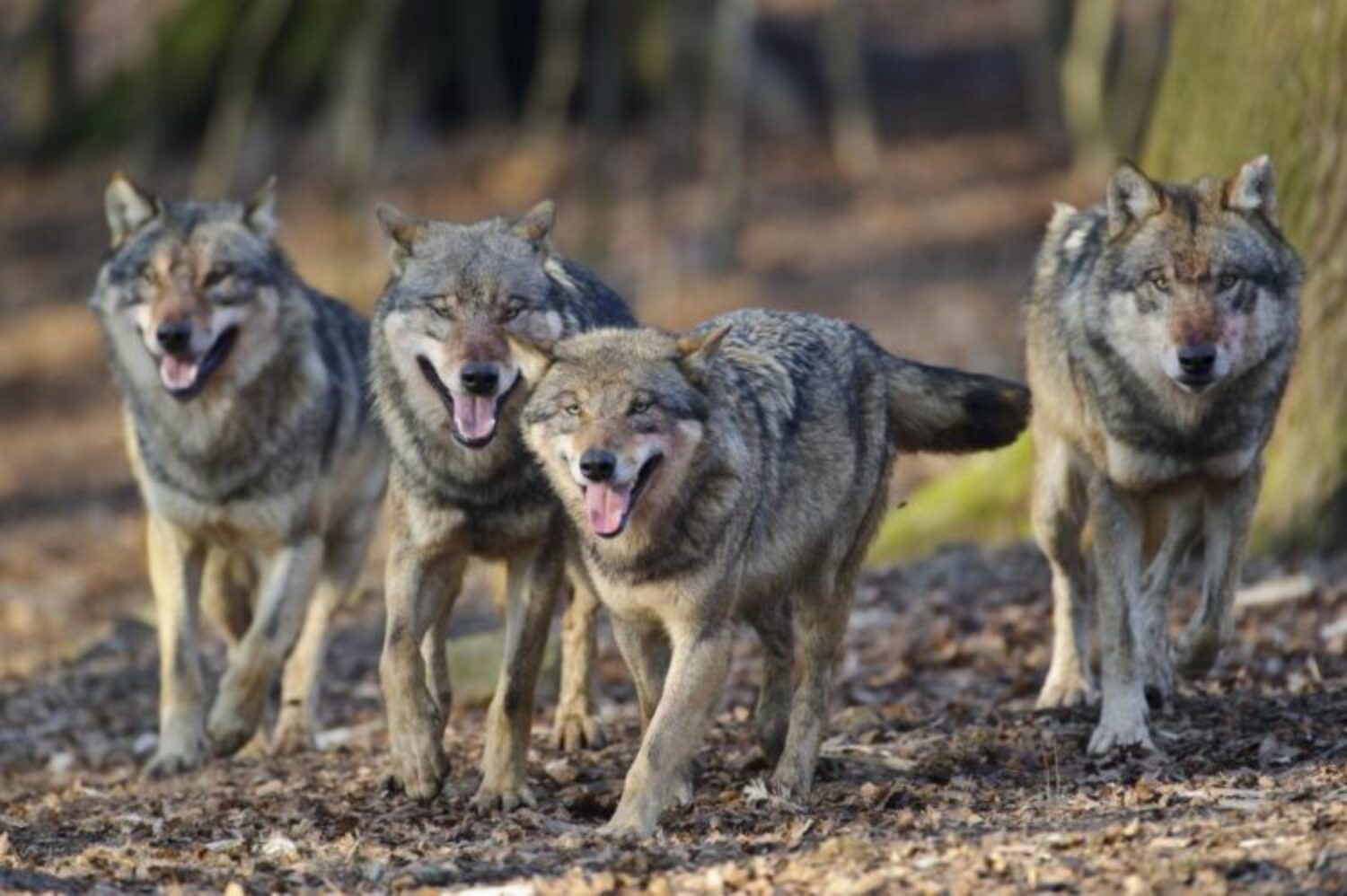 Naturschutz gesteht: Wolf scheut nicht vor Menschen