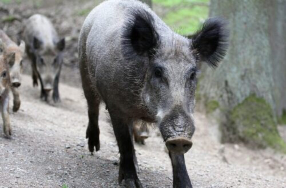 Wildschweine in der Stadt – Die Sauen sind los!