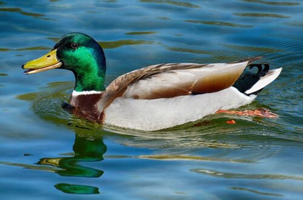 Hase, Ente & Co – Die Jagd auf Niederwild im Oktober