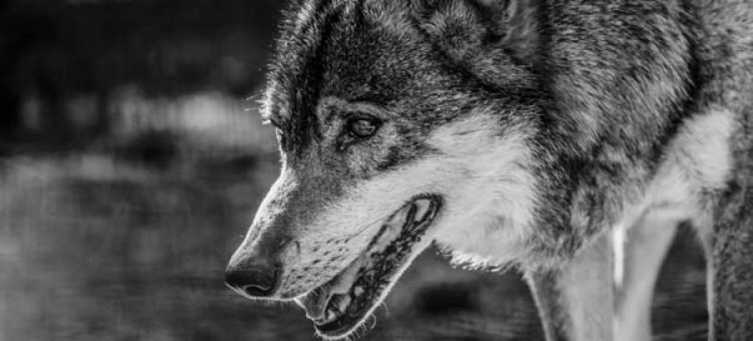 Wolf verletzt offenbar Arbeiter bei Beißattacke in Niedersachsen