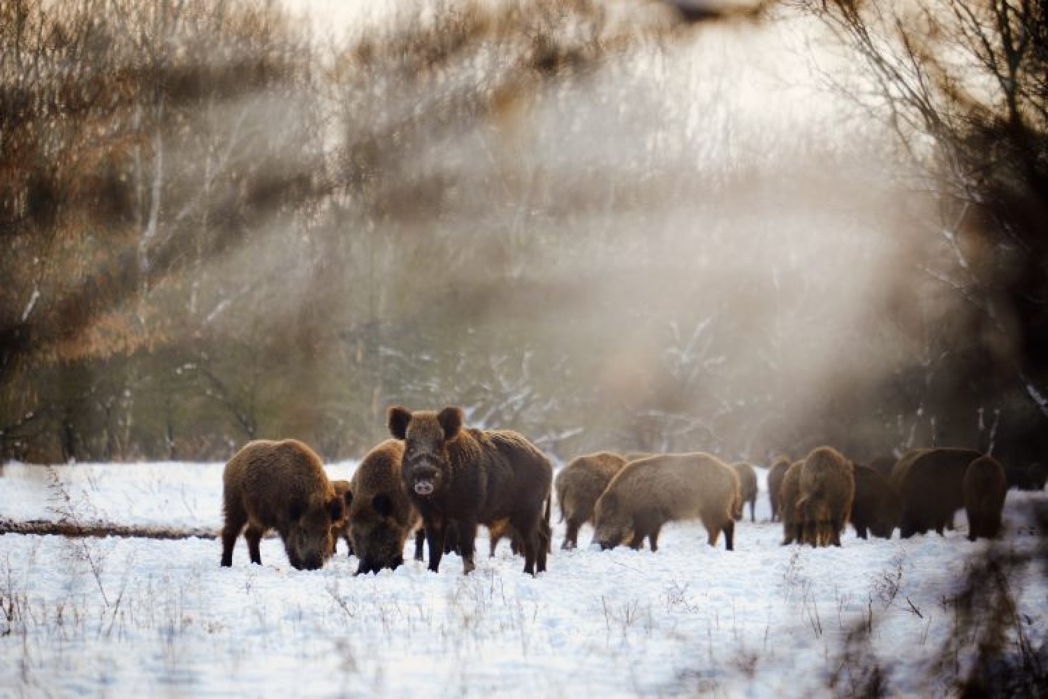 Tiere im Winter – 5 Strategien im Überlebenskampf | Jagd1