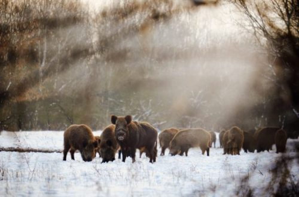 Tiere im Winter – 5 Strategien im Überlebenskampf