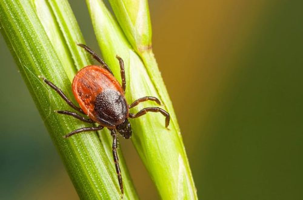 FSME beim Hund: Gefahren und Prävention