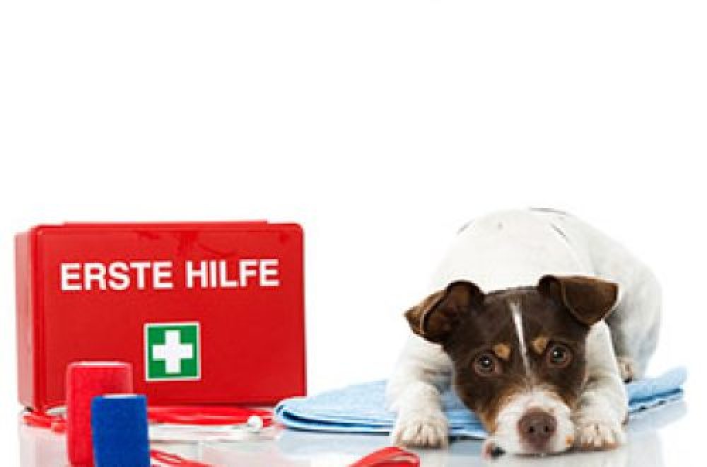 Erste Hilfe beim Jagdhund – Herausforderungen der Natur