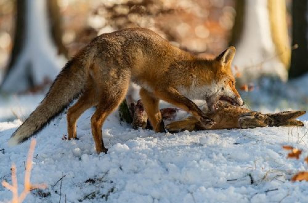 Bälge: Eine Hommage an die Verarbeitung von Wildfellen