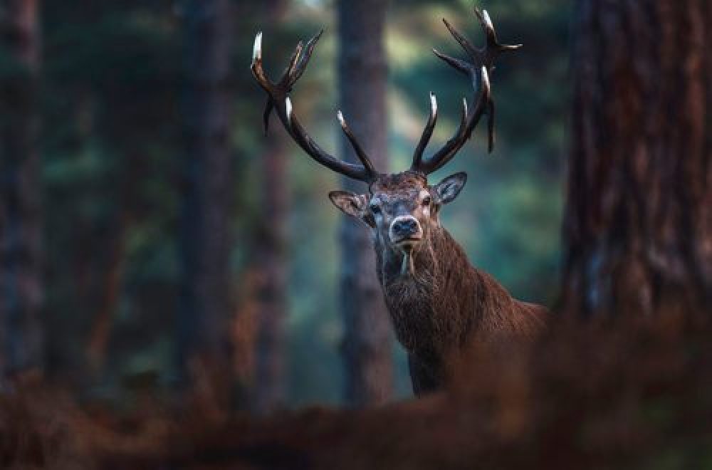 Genetik beim Rotwild: zunehmend homogene DNA