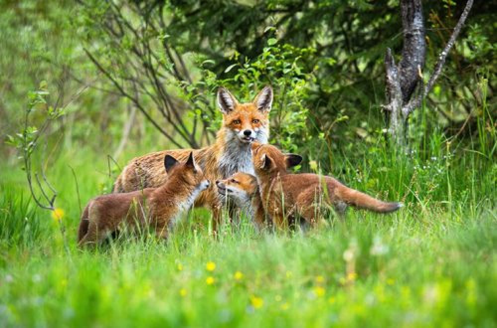 Räude: Eine unterschätzte Gefahr