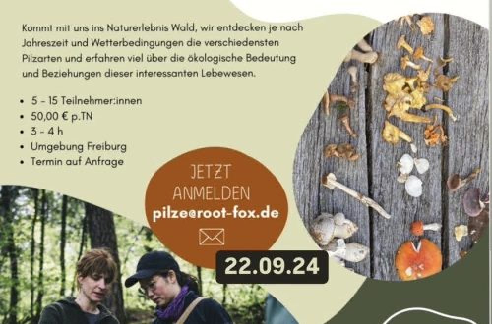 Pilzcoaching mit Root Fox am 22. September 2024 – Entdecke die Welt der Pilze